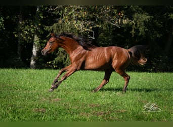 Straight Egyptian, Stallion, 1 year, 15.1 hh, Brown