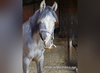 Straight Egyptian, Stallion, 1 year, 15.1 hh, Gray