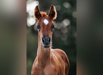 Straight Egyptian, Stallion, 1 year, 15,2 hh, Chestnut-Red