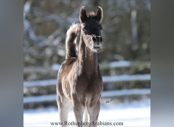Straight Egyptian, Stallion, 1 year, 15,1 hh