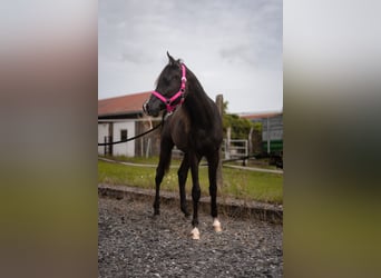 Straight Egyptian, Stallion, 1 year, Black