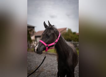 Straight Egyptian, Stallion, 1 year, Black