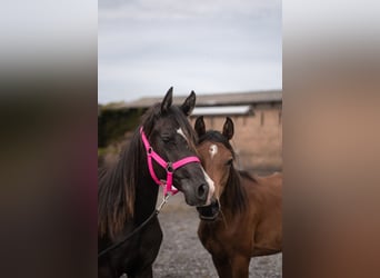Straight Egyptian, Stallion, 1 year, Black