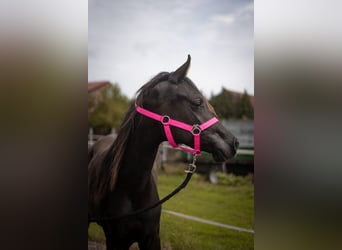Straight Egyptian, Stallion, 1 year, Black