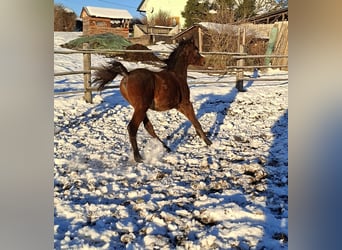 Straight Egyptian, Stallion, 1 year, Brown