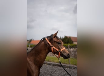Straight Egyptian, Stallion, 1 year, Chestnut-Red