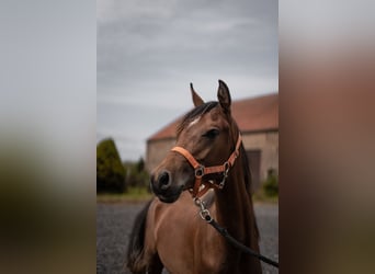Straight Egyptian, Stallion, 1 year, Chestnut-Red