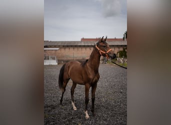 Straight Egyptian, Stallion, 1 year, Chestnut-Red