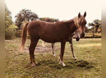 Straight Egyptian, Stallion, 1 year, Chestnut-Red