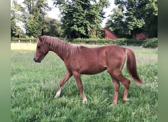 Straight Egyptian, Stallion, 1 year, Chestnut-Red