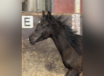 Straight Egyptian, Stallion, 2 years, 13 hh, Black