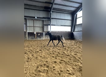 Straight Egyptian, Stallion, 2 years, 13 hh, Black