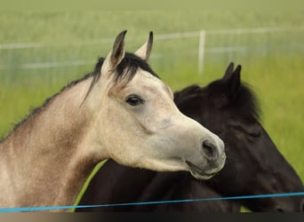 Straight Egyptian, Stallion, 2 years, 14.1 hh, Gray