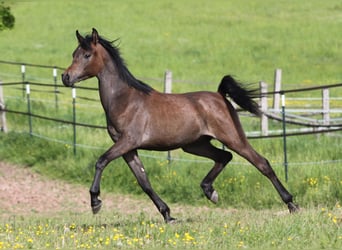 Straight Egyptian, Stallion, 2 years, 14.3 hh, Gray