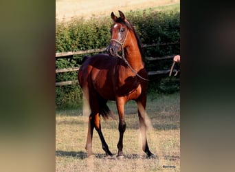 Straight Egyptian, Stallion, 2 years, 15.1 hh, Brown