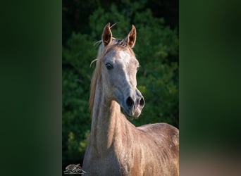 Straight Egyptian, Stallion, 2 years, 15.1 hh, Gray