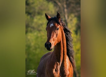 Straight Egyptian, Stallion, 2 years, 15 hh, Brown