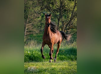 Straight Egyptian, Stallion, 2 years, 15 hh, Brown
