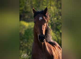 Straight Egyptian, Stallion, 2 years, 15 hh, Brown