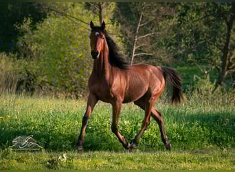 Straight Egyptian, Stallion, 2 years, 15 hh, Brown