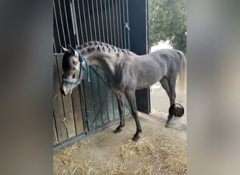 Straight Egyptian, Stallion, 3 years, 14,2 hh, Grey-Dapple