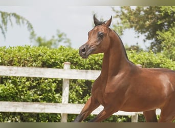 Straight Egyptian, Stallion, 3 years, 15.2 hh, Brown