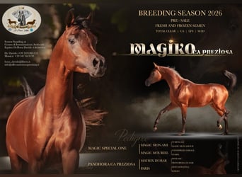 Straight Egyptian, Stallion, 3 years, 15 hh, Bay