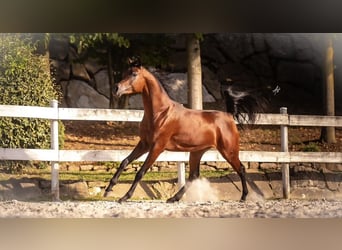 Straight Egyptian, Stallion, 3 years, 15 hh, Brown