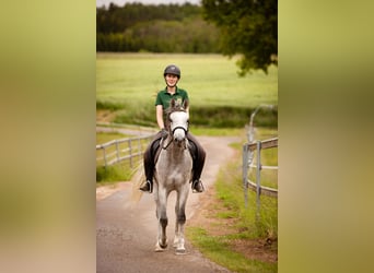 Straight Egyptian, Stallion, 3 years, 15,1 hh, Grey