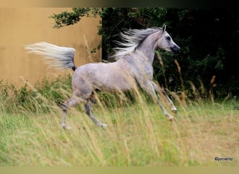 Straight Egyptian, Stallion, 3 years, 15,1 hh, Grey