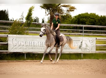 Straight Egyptian, Stallion, 3 years, 15,1 hh, Grey