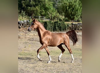 Straight Egyptian, Stallion, 4 years, Chestnut-Red