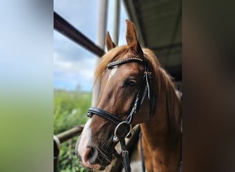 Straight Egyptian Mix, Stallion, 6 years, 13.3 hh, Chestnut-Red