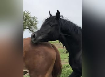 Straight Egyptian, Stallion, 7 years, 14,3 hh, Black