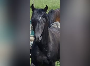 Straight Egyptian, Stallion, 7 years, 14,3 hh, Black