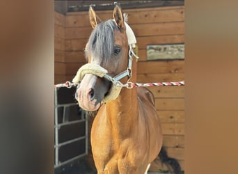 Straight Egyptian, Stallion, 8 years, 14.2 hh, Brown
