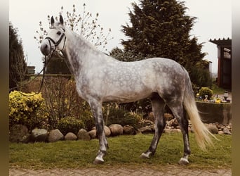 Straight Egyptian, Stallion, 8 years, 15.2 hh, Gray