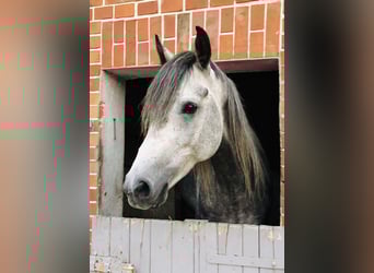 Straight Egyptian, Stallion, 8 years, 15.2 hh, Gray