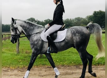 Straight Egyptian, Stallion, 8 years, 15.2 hh, Gray