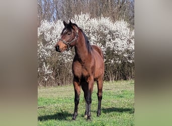 Straight Egyptian, Stallion, 9 years, 15,1 hh, Brown