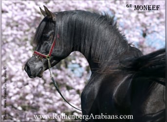 Straight Egyptian, Stallion, 16 years, Black