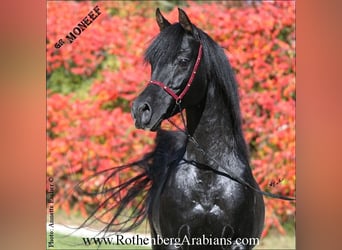 Straight Egyptian, Stallion, 17 years, 14,3 hh, Black