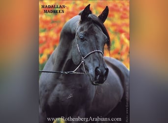 Straight Egyptian, Stallion, 17 years, 14,3 hh, Black