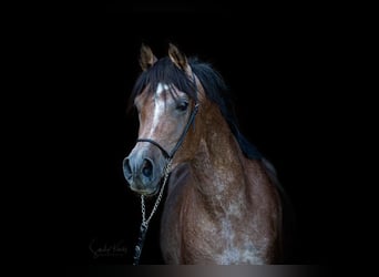 Straight Egyptian, Stallion, 4 years, 15 hh, Can be white