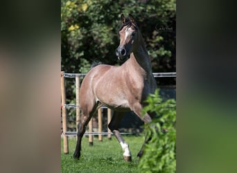 Straight Egyptian, Stallion, 4 years, 15 hh, Can be white
