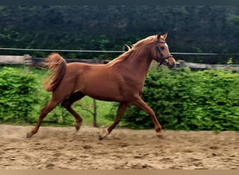 Straight Egyptian, Stallion, 4 years, 15.1 hh, Chestnut-Red