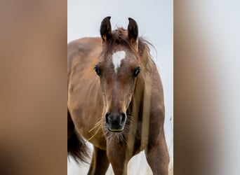 Straight Egyptian, Stallion, Foal (03/2025), 14.2 hh, Grey