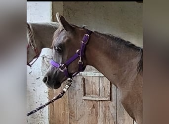 Straight Egyptian, Stallion, Foal (03/2025), 14,2 hh, Grey