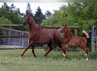 Straight Egyptian, Stallion, Foal (04/2025), 14,3 hh, Chestnut-Red