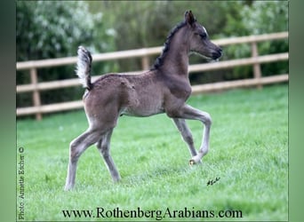 Straight Egyptian, Stallion, Foal (03/2024), 15,1 hh, Black